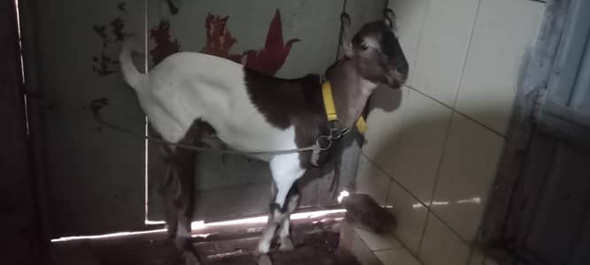taddy bakra
