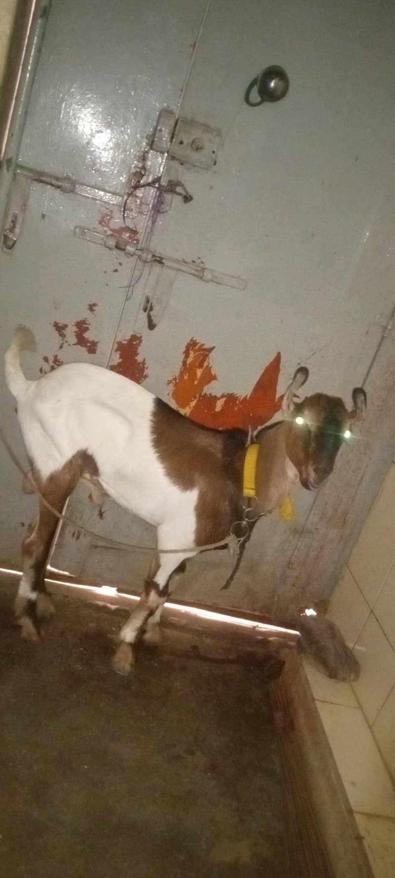 taddy bakra 1