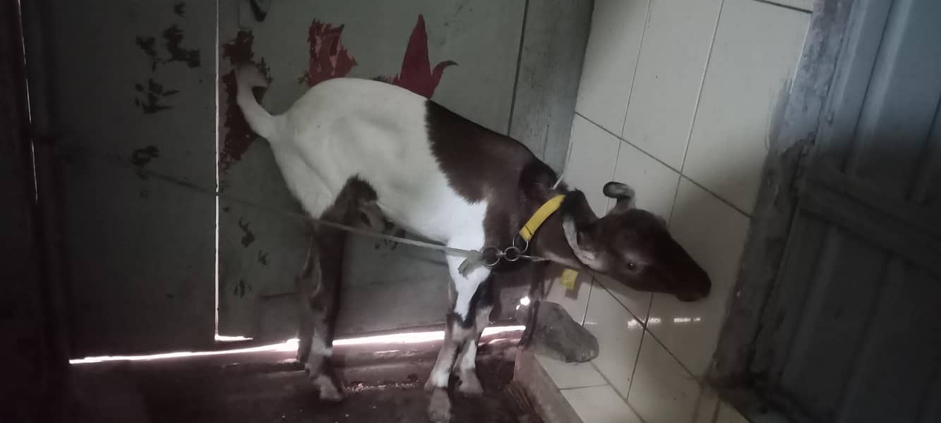 taddy bakra 2