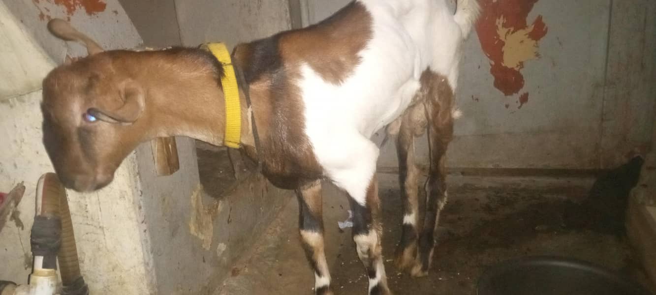 taddy bakra 4