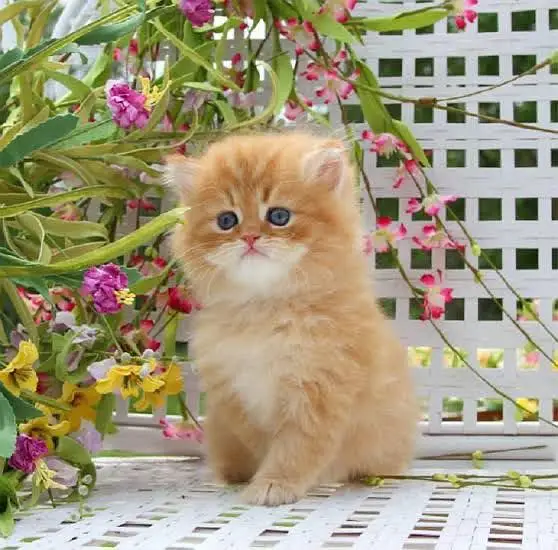 pure persian breed (contact me on whatsapp) — photo 2
