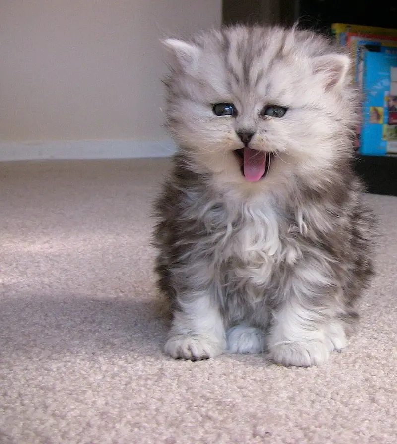 pure persian breed (contact me on whatsapp) — photo 4
