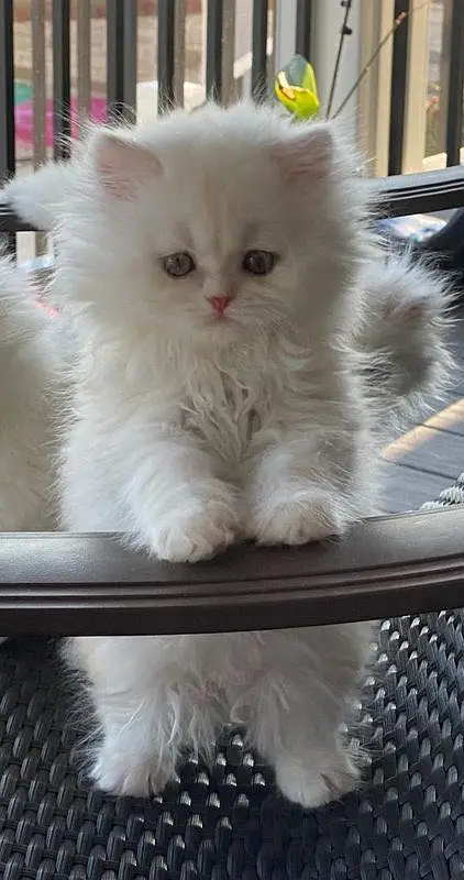 pure persian breed (contact me on whatsapp) — photo 5