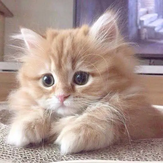 pure persian breed (contact me on whatsapp) — photo 7