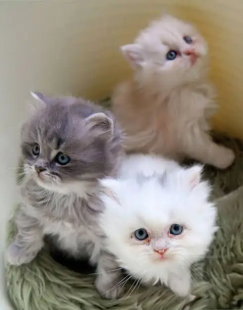 pure persian breed (contact me on whatsapp) — photo 8