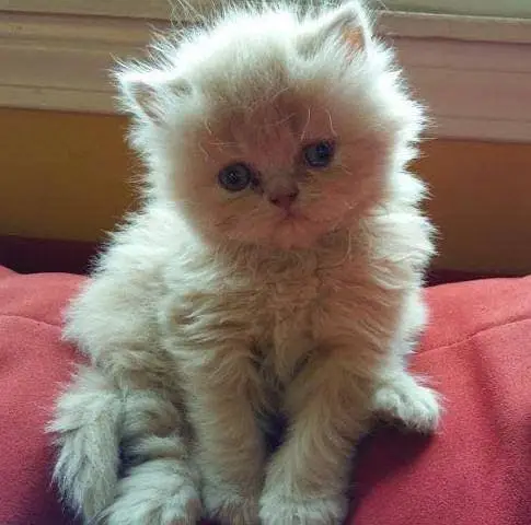 pure persian breed (contact me on whatsapp) — photo 9