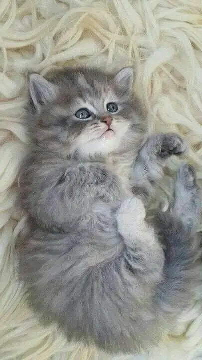 pure persian breed (contact me on whatsapp) — photo 11
