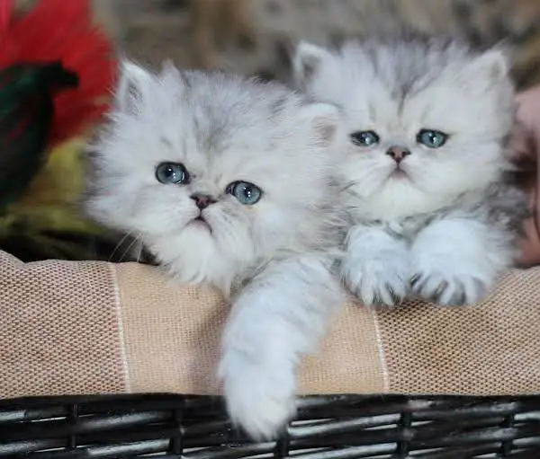 pure persian breed (contact me on whatsapp) — photo 12