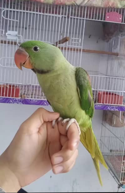 Raw Parrot (Pahadi Tota) for Sale - Healthy & Active