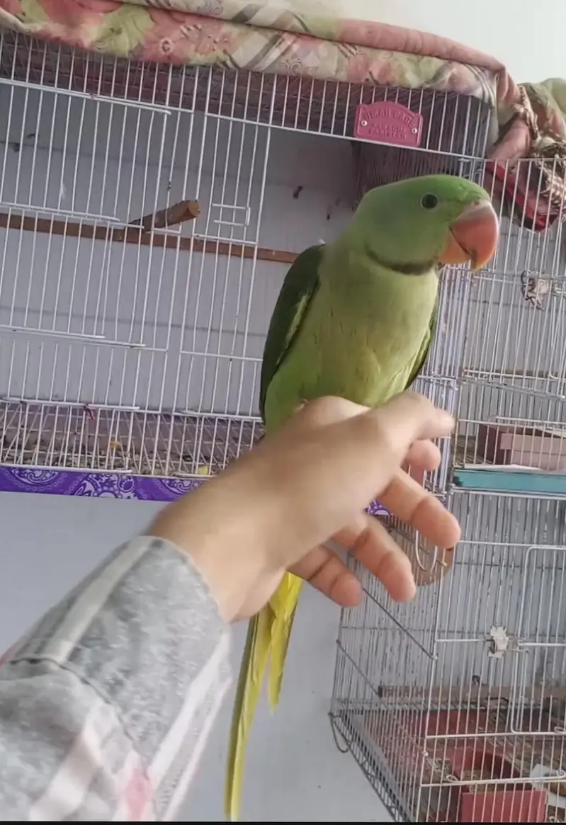 Raw Parrot (Pahadi Tota) for Sale - Healthy & Active — photo 2