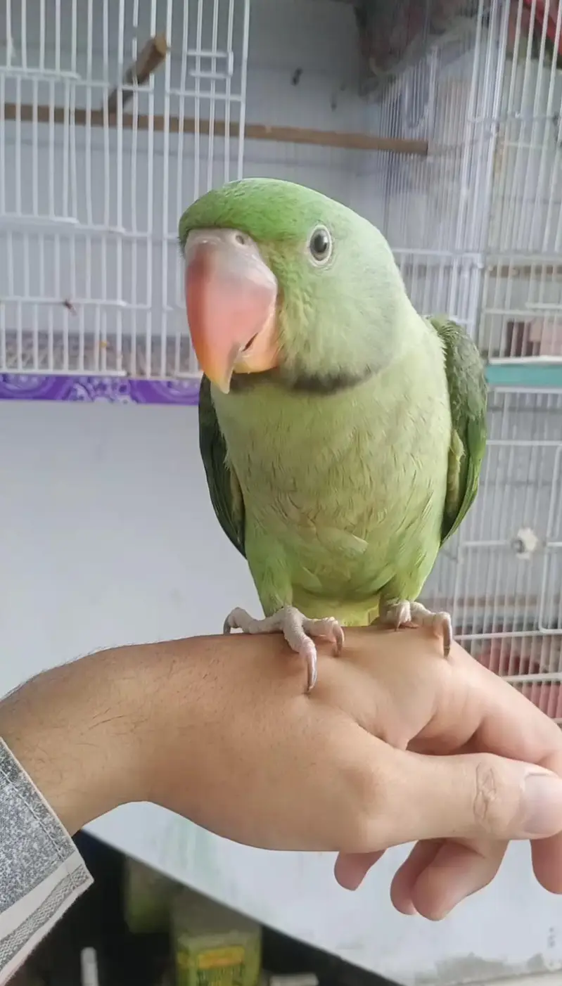 Raw Parrot (Pahadi Tota) for Sale - Healthy & Active — photo 3