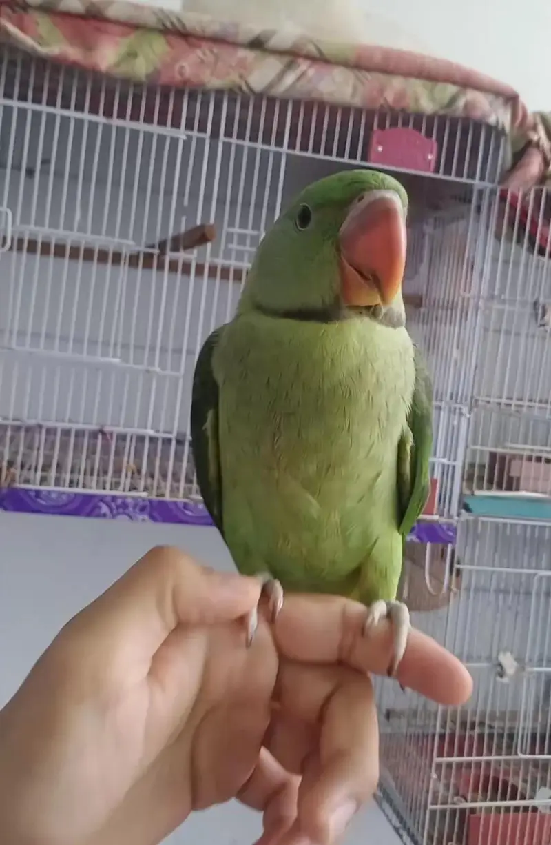 Raw Parrot (Pahadi Tota) for Sale - Healthy & Active — photo 4