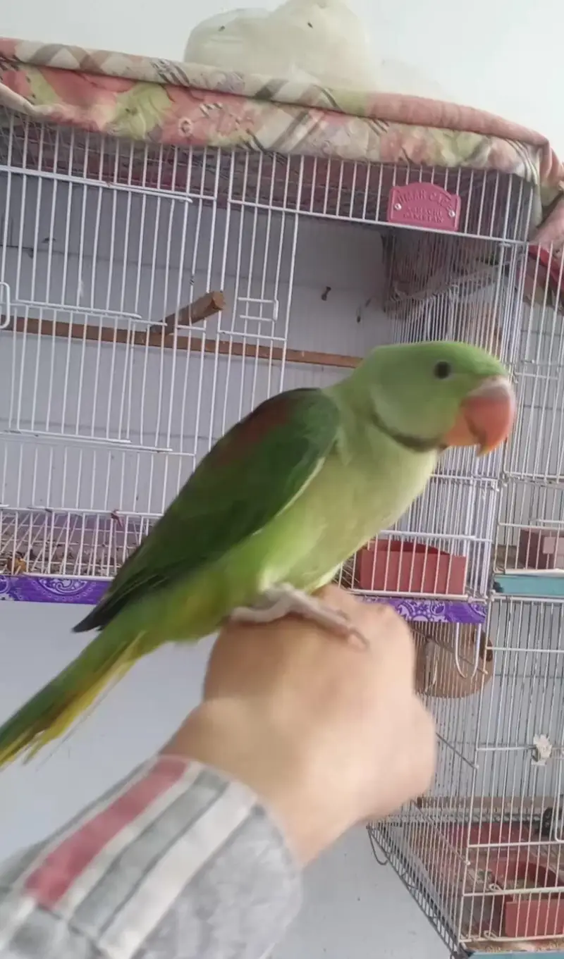 Raw Parrot (Pahadi Tota) for Sale - Healthy & Active — photo 5