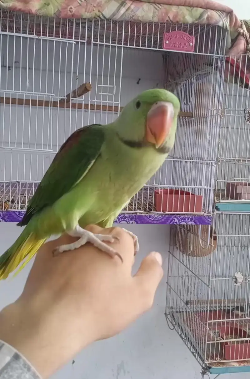 Raw Parrot (Pahadi Tota) for Sale - Healthy & Active — photo 6