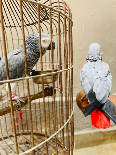 gray parrot pair