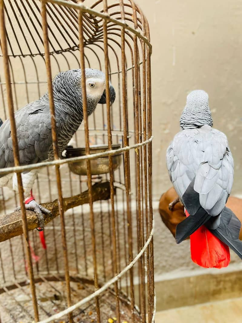 gray parrot pair 0