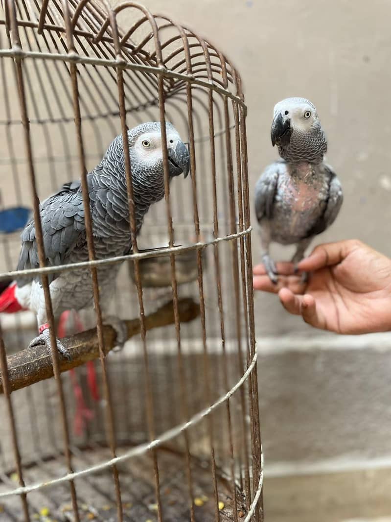 gray parrot pair 1