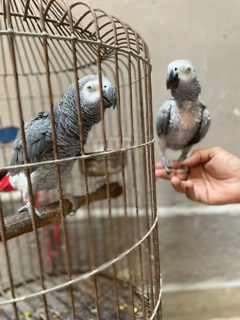 gray parrot pair — photo 2