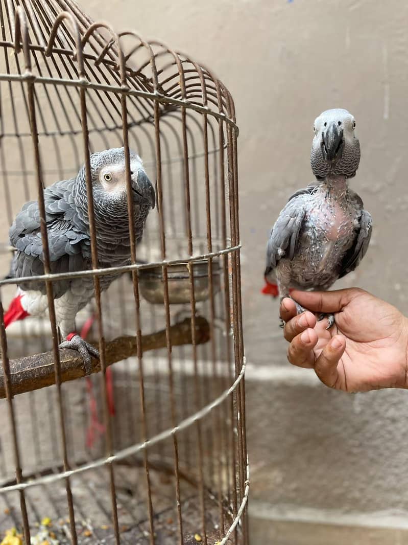 gray parrot pair 2