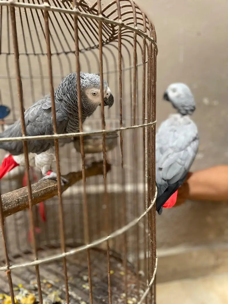 gray parrot pair — photo 4