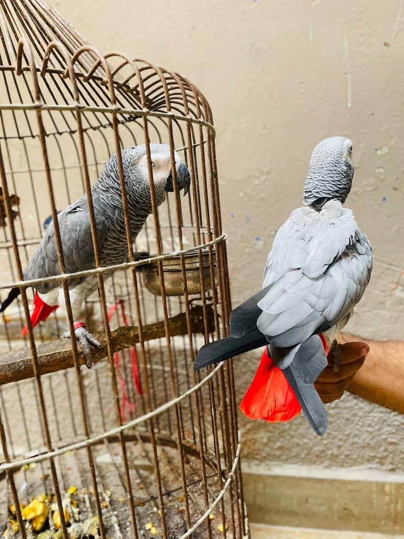 gray parrot pair 4