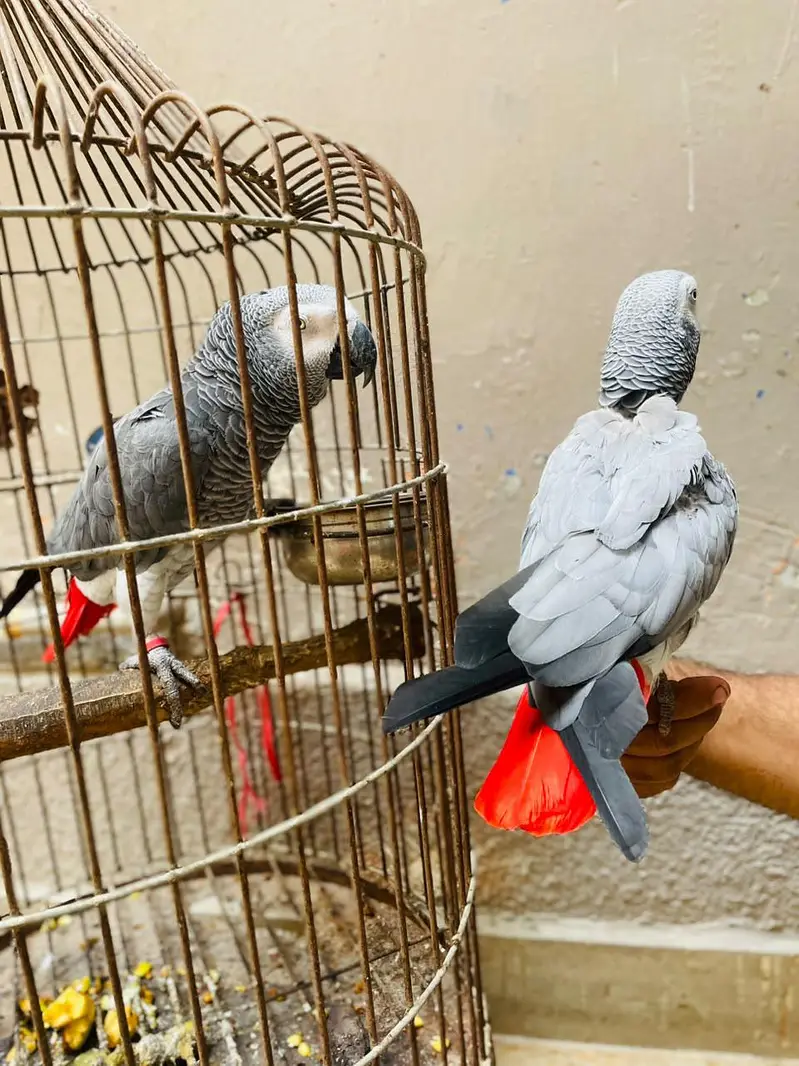 gray parrot pair — photo 5
