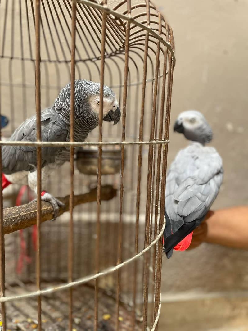 gray parrot pair 5