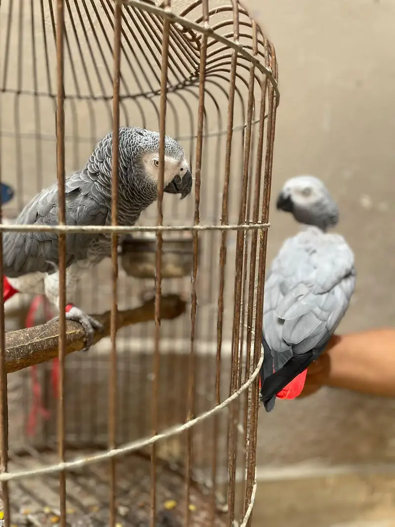 gray parrot pair — photo 6