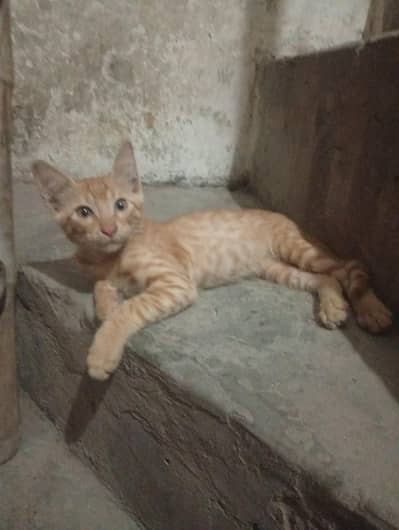 kitten for free