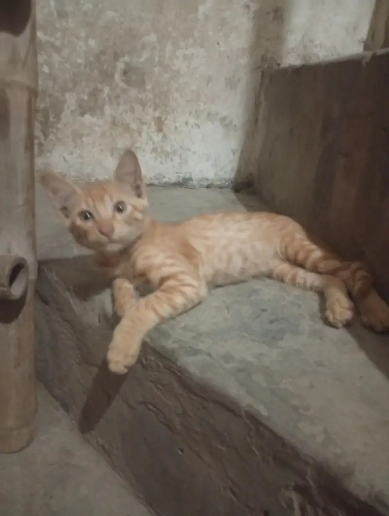 kitten for free — photo 2