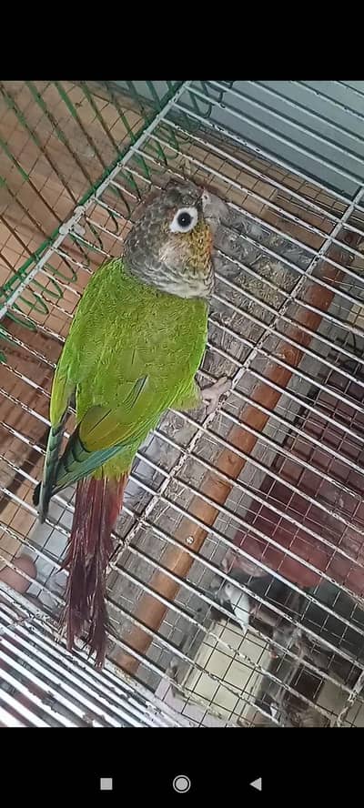 Conure parrot