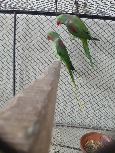 breeder raw pair