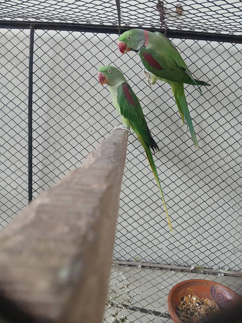 breeder raw pair 0