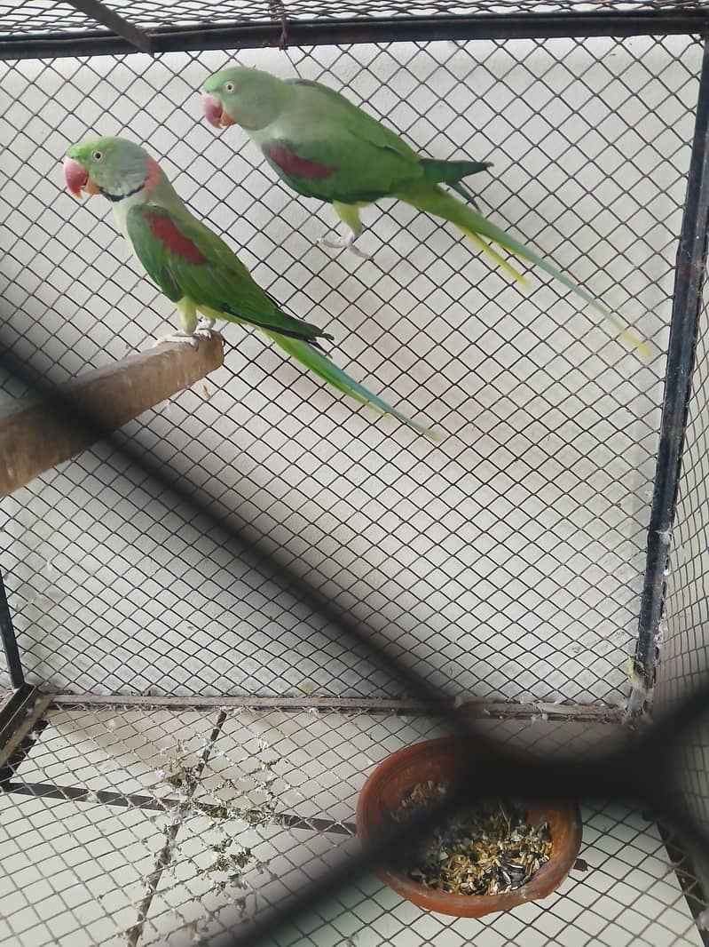 breeder raw pair 1