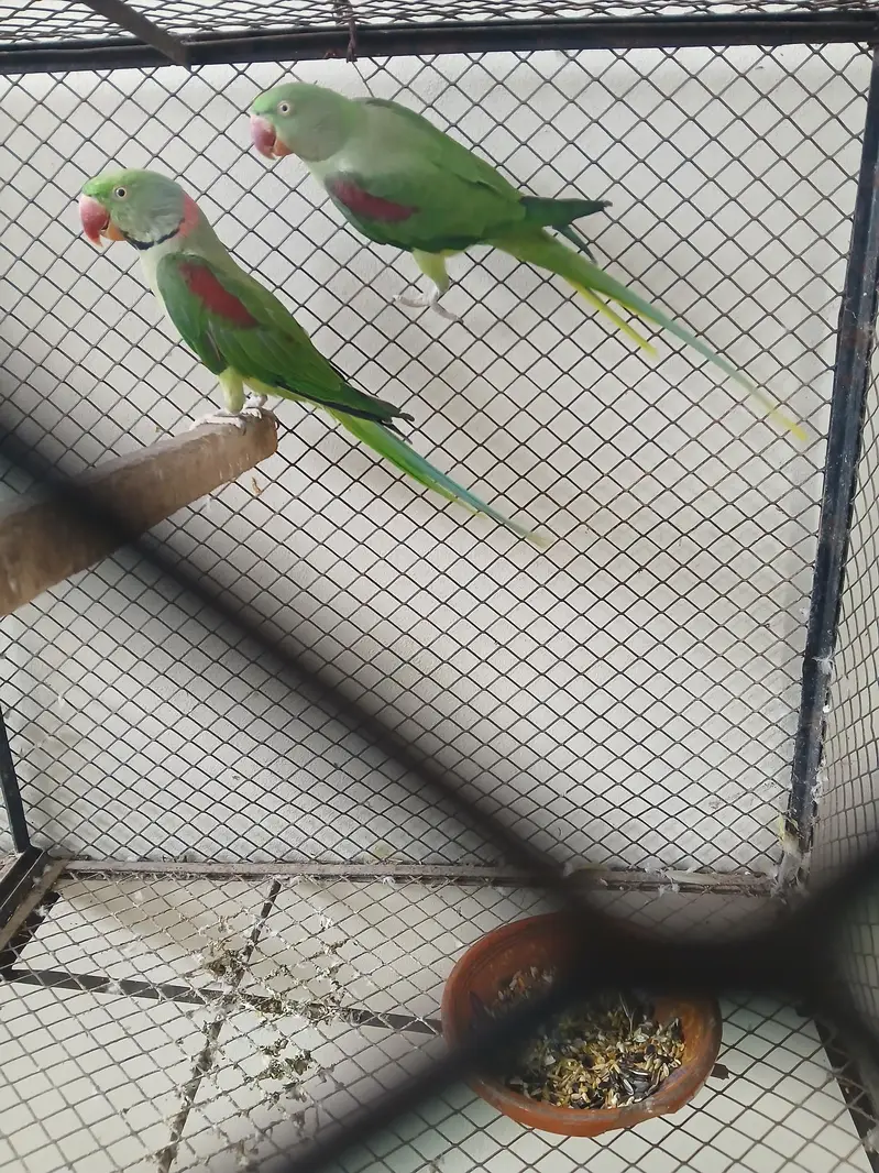 breeder raw pair — photo 2