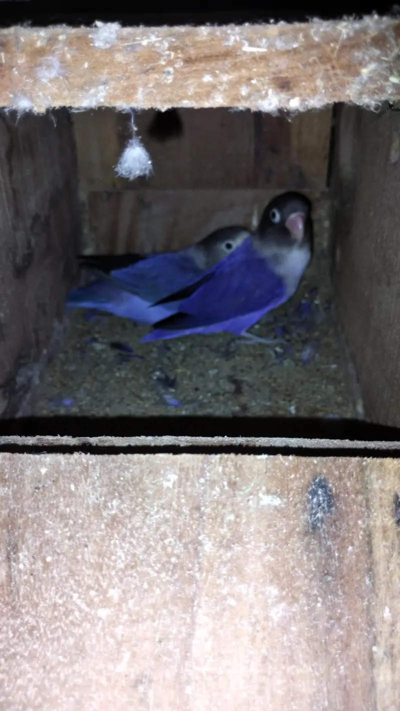 Violet Mask LoveBirds — photo 3