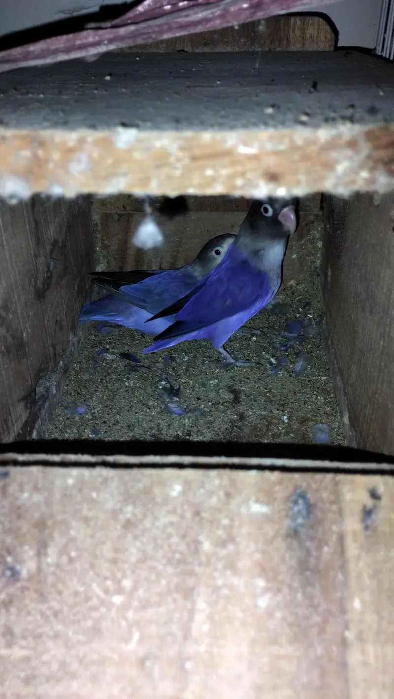 Violet Mask LoveBirds — photo 4