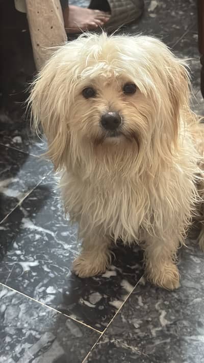Shitzu dog for Sale