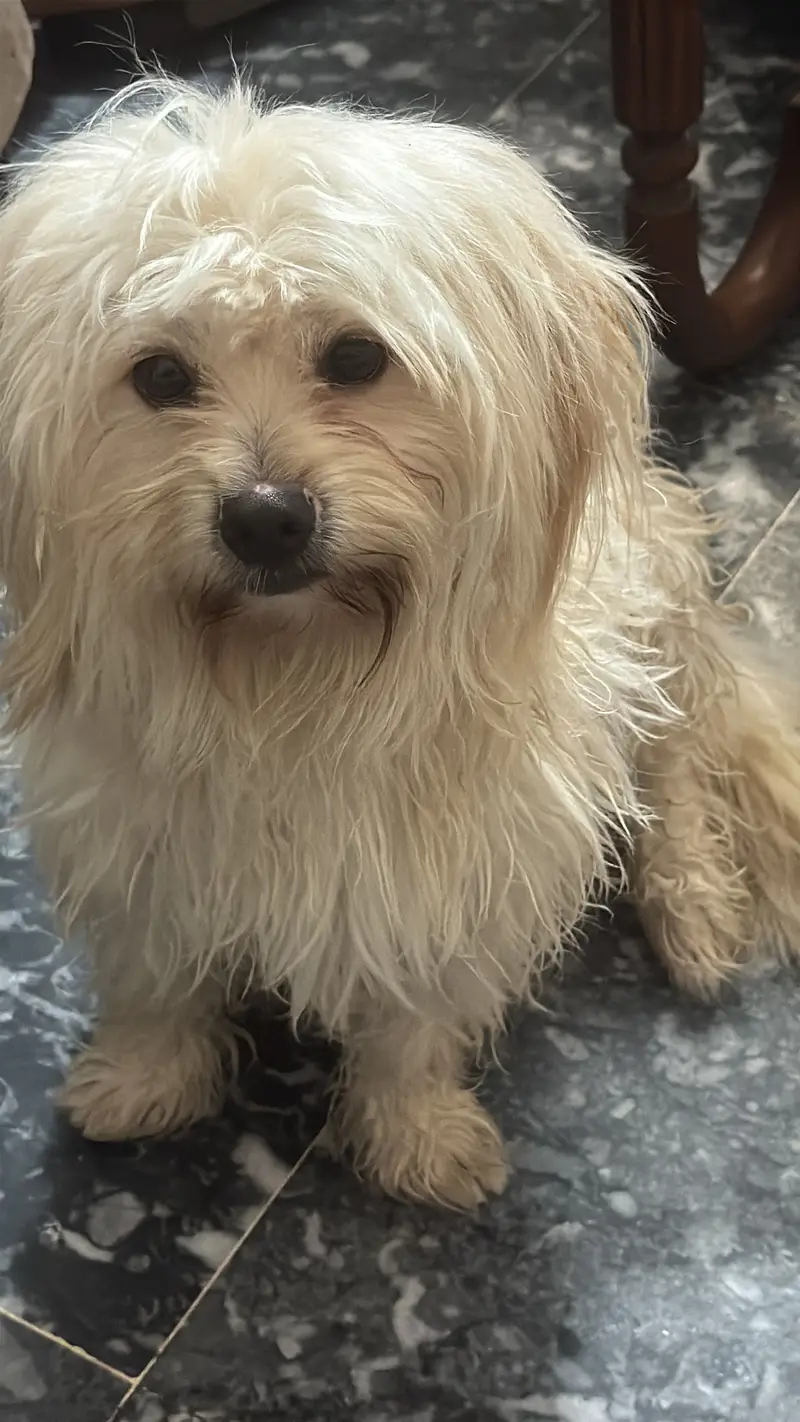 Shitzu dog for Sale — photo 2
