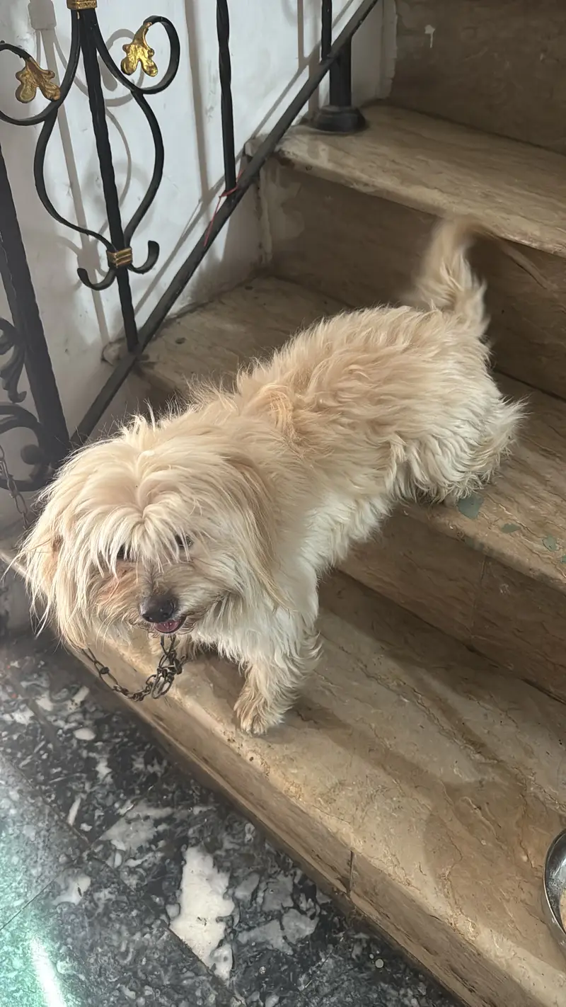 Shitzu dog for Sale — photo 3