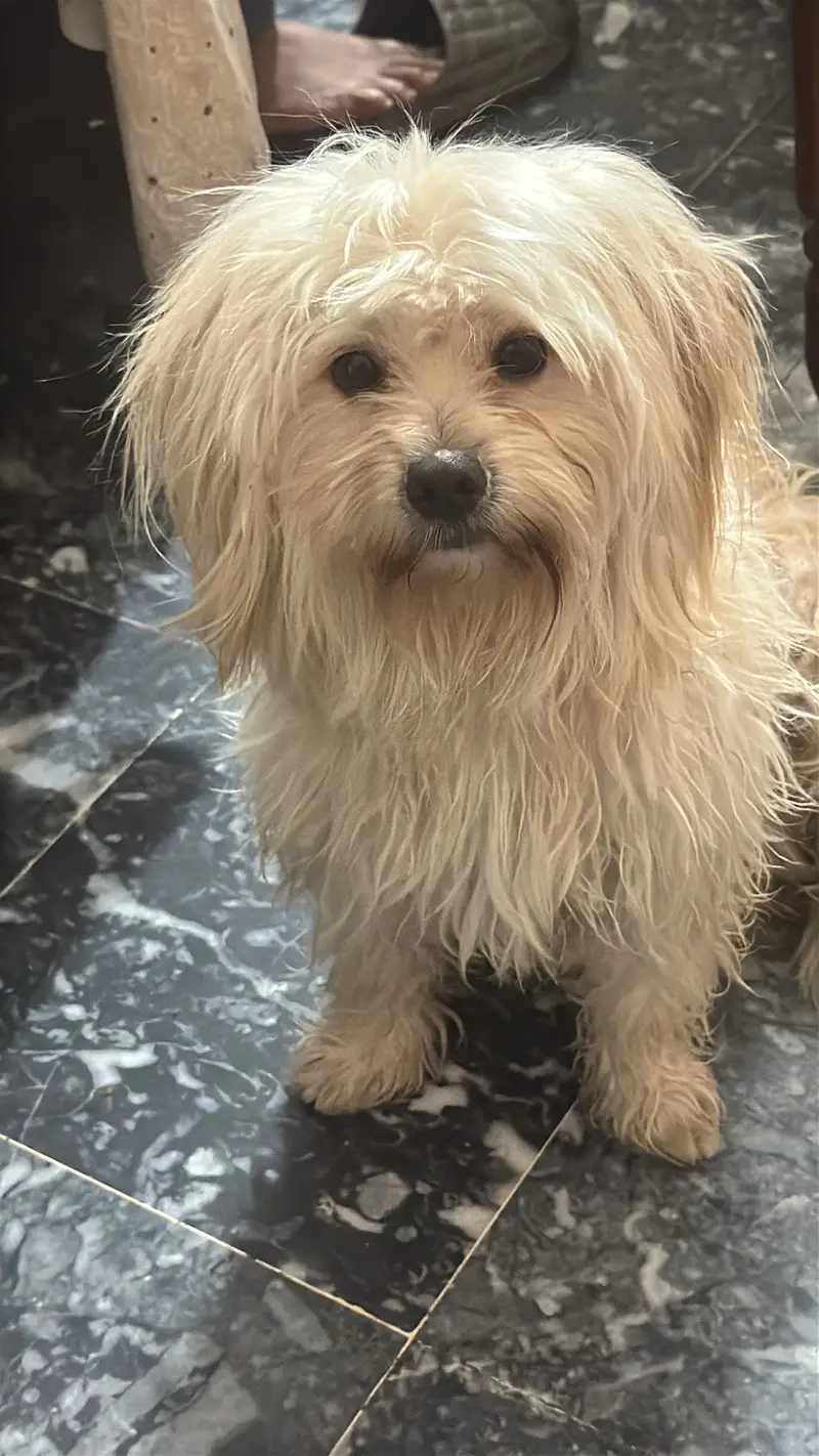 Shitzu dog for Sale — photo 4