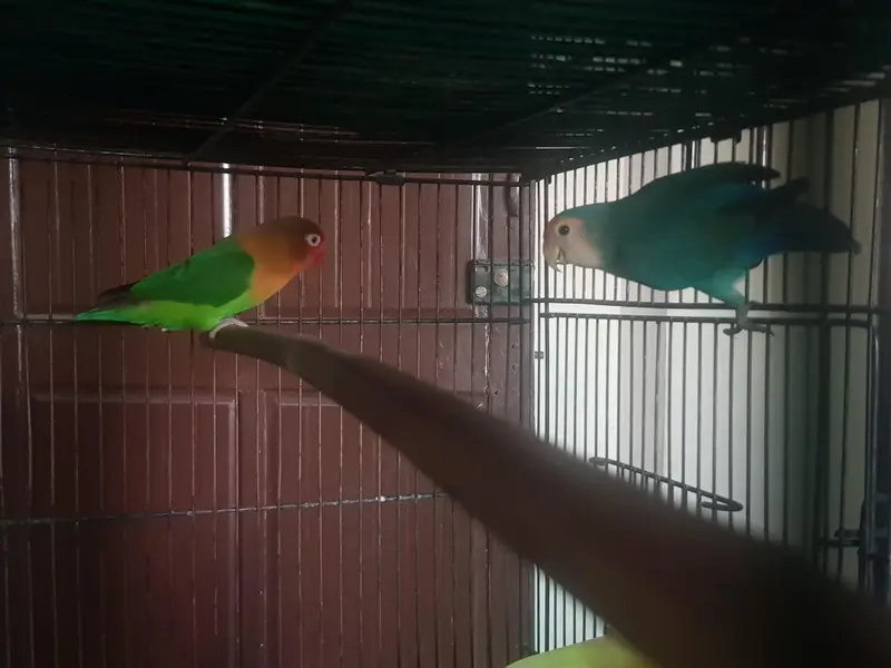 Green parrot love birds cocktail — photo 2