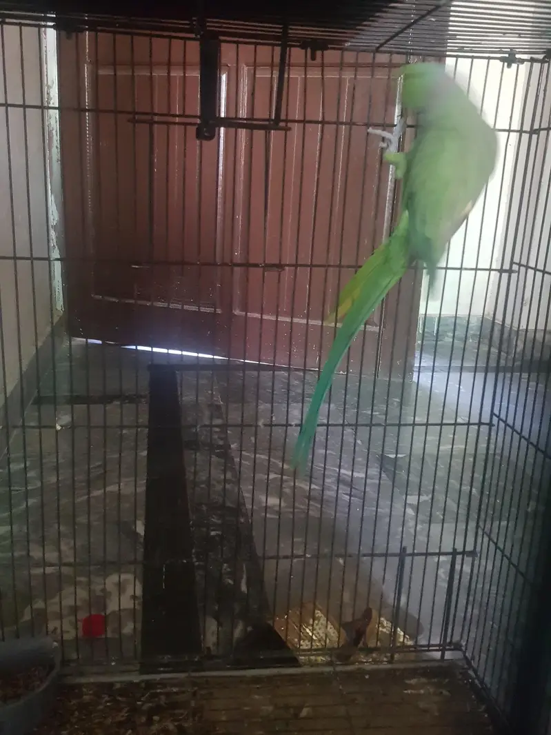 Green parrot love birds cocktail — photo 3