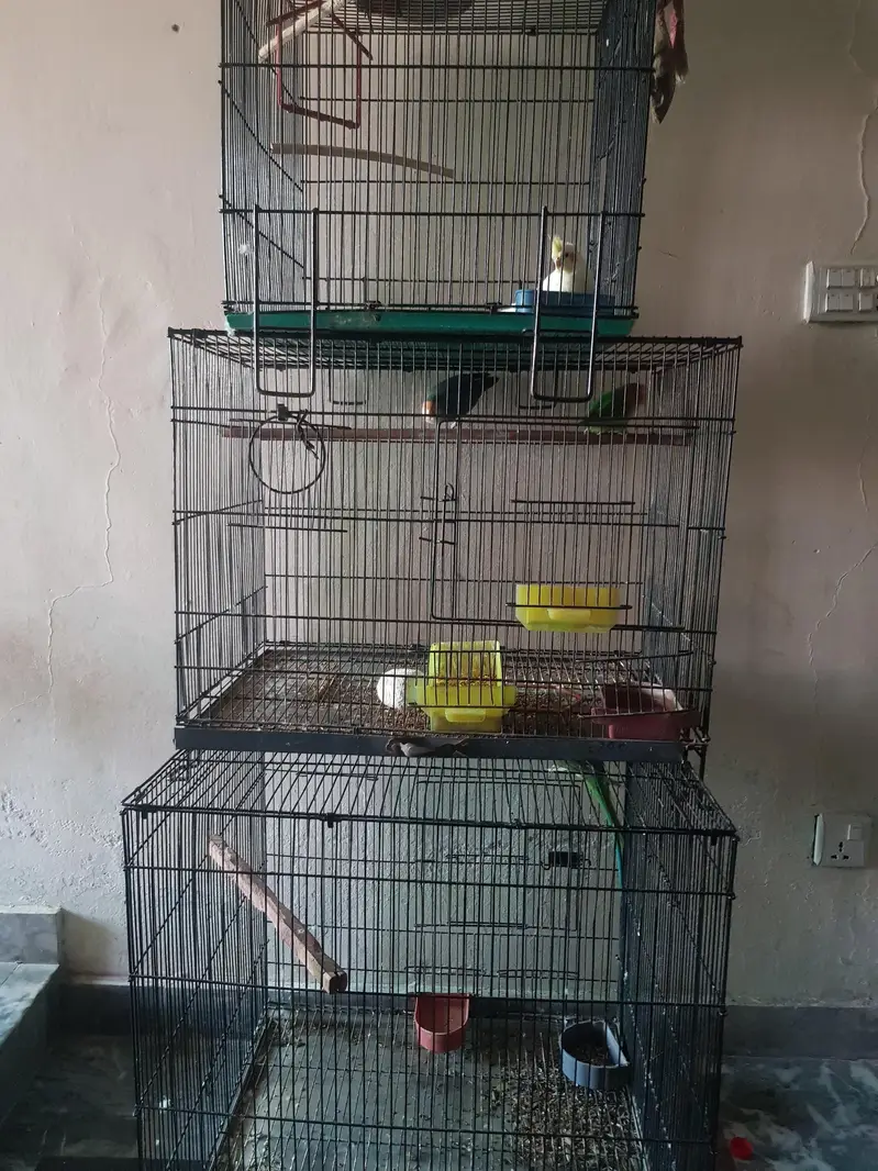 Green parrot love birds cocktail — photo 4