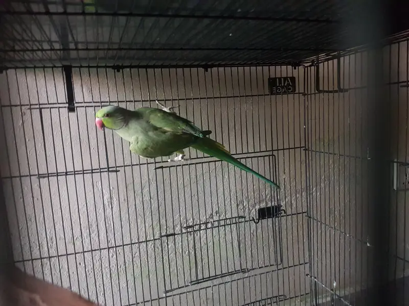 Green parrot love birds cocktail — photo 5