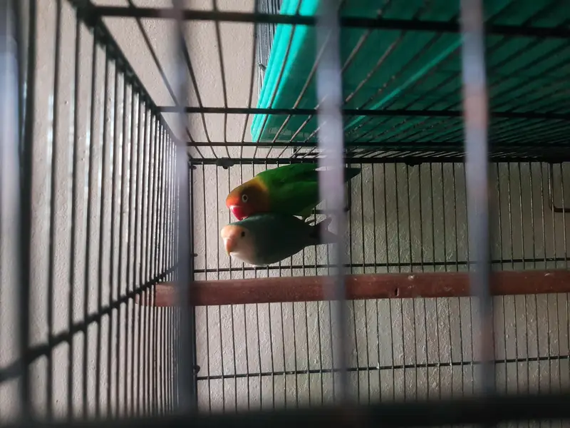 Green parrot love birds cocktail — photo 6