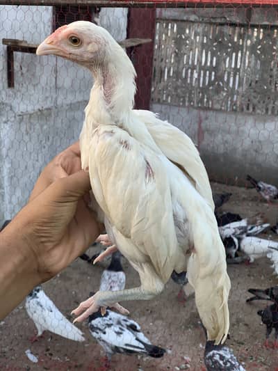 Aseel heera pair