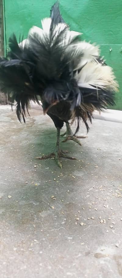 pair of black polish hens