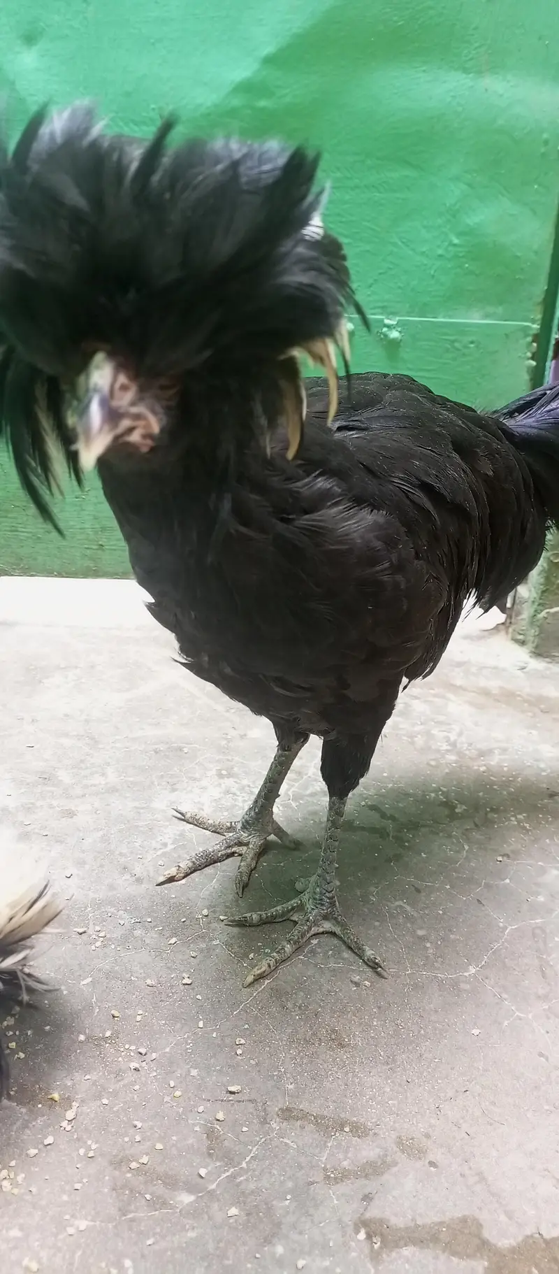 pair of black polish hens — photo 2