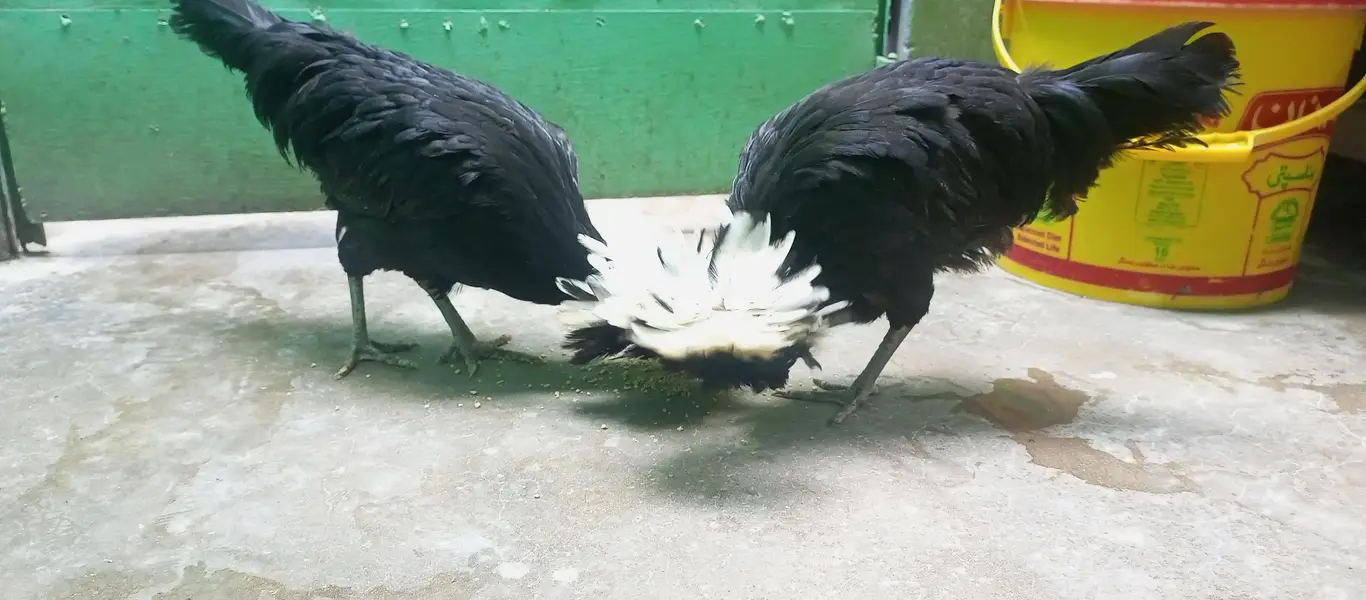 pair of black polish hens — photo 3